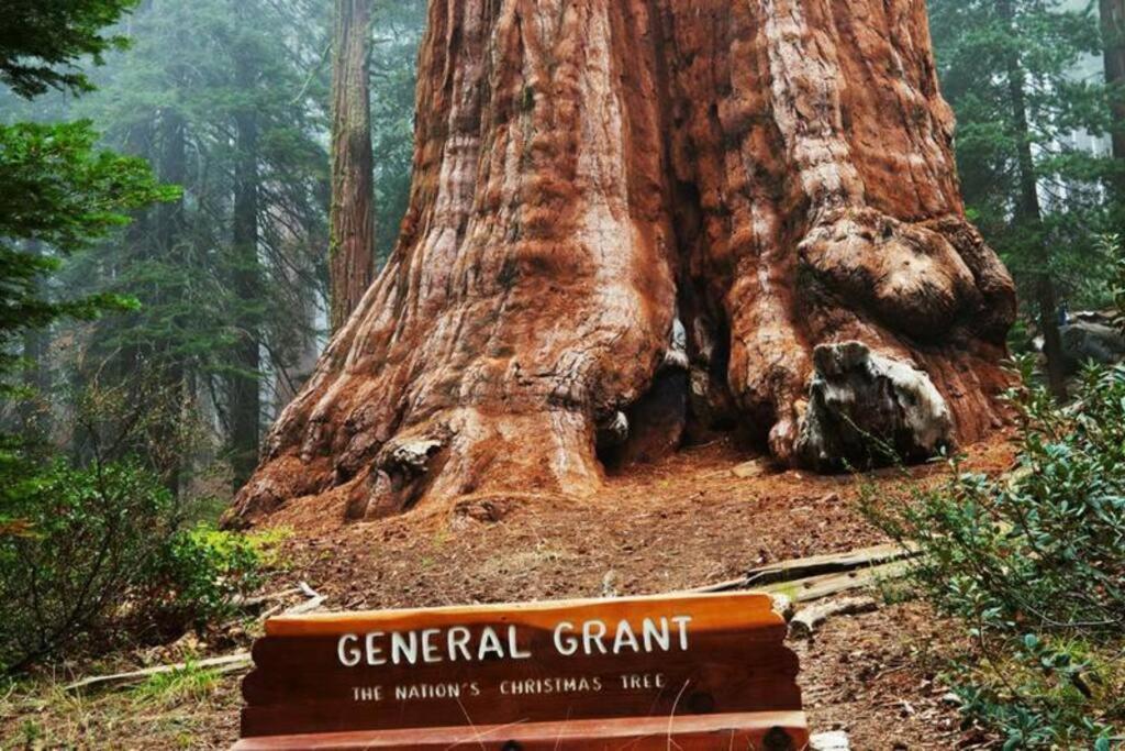 Sequoia Splendor, Inside Kings Canyon Np By Visitors Center Wilsonia Ngoại thất bức ảnh